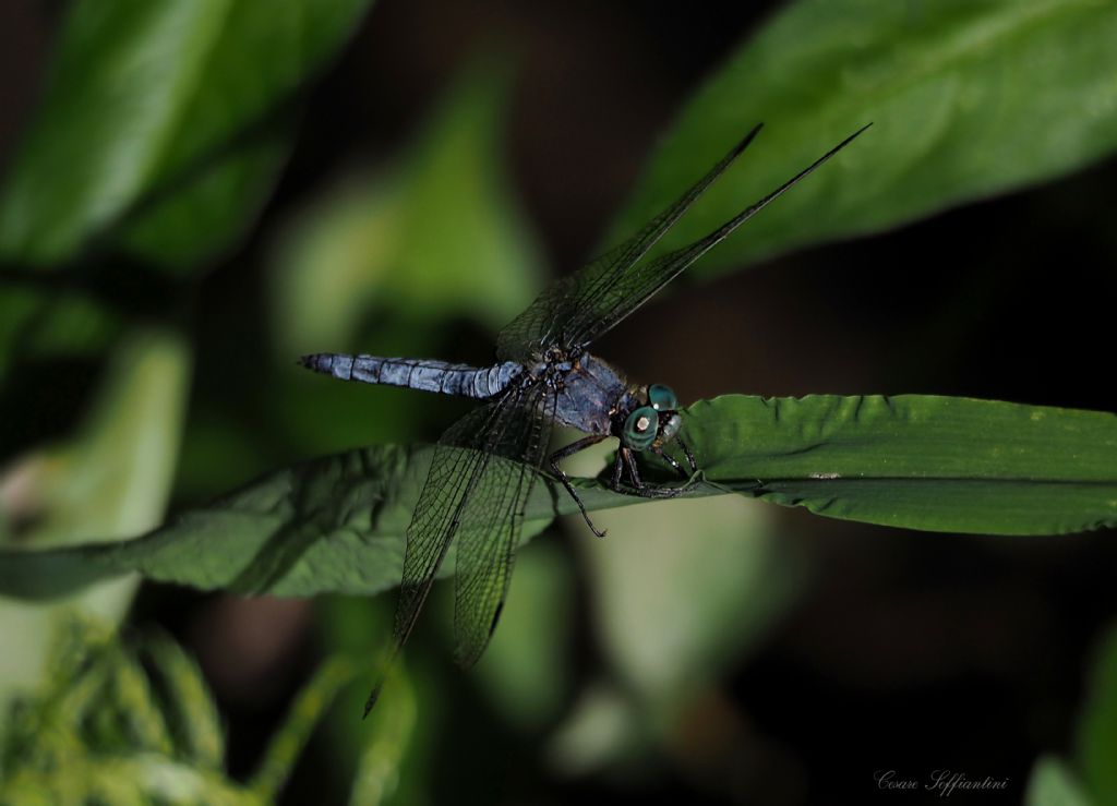 Orthetrum albistylum, O. coerulescens e O. brunneum